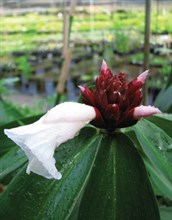 Native Crepe Ginger
