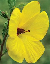 Native Hibiscus