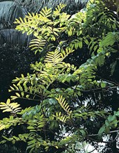 Native Tamarind