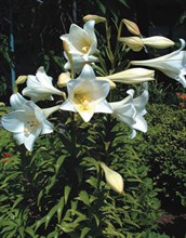 November Lily