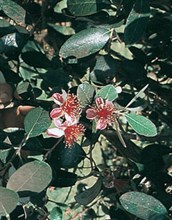 Pineapple Guava