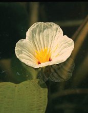 Swamp lily