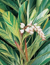 Variegated Shell Ginger