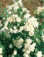 Banksia Rose