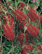Bottle Brush