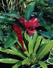 Bromeliad