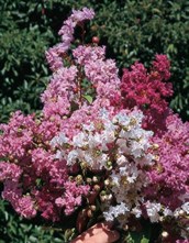 Crepe Myrtle