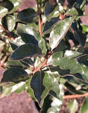 Elaeagnus