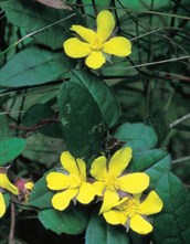 Guinea Flower or Snake Vine