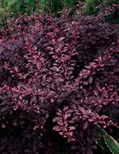 Japanese Barberry