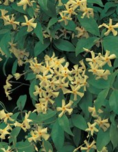 Japanese Star Jasmine