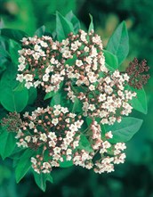 Laurustinus