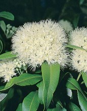 Lemon Scented Myrtle