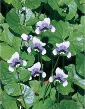 Native Violet