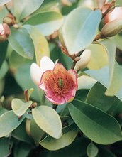 Port Wine Magnolia