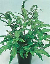 Rough Maidenhair Fern