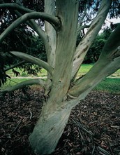 Snow Gum