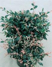 Variegated Star Jasmine
