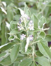 Vitex
