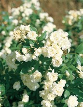 Banksia Rose