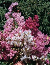 Crepe Myrtle