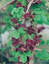 Five-leafed Akebia