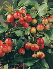 Flowering Crab Apple
