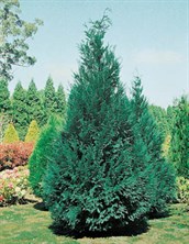 Leyland cypress