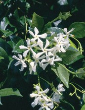 Star Jasmine