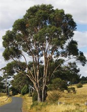 Tasmanian Bog Gum