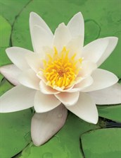 Hybrid Water Lilies