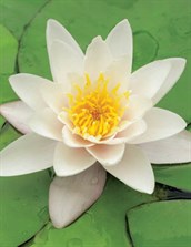 Hybrid Water Lily