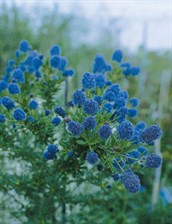 Californian Lilac