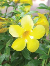 Dwarf Allamanda, Dwarf Yellow Allamanda