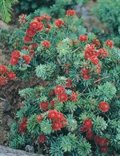 Dwarf Bottlebrush