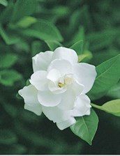 Gardenia