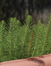 Water Milfoil