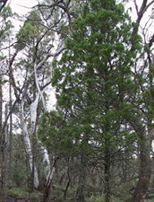 Black Cypress Pine