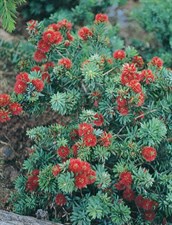 Dwarf Bottlebrush