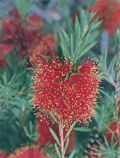 Bottlebrush