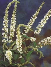 Buddleia 'Spring Promise'