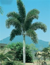 Foxtail Palm