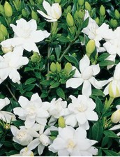 Gardenia