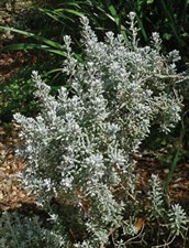 Pearl Bluebush