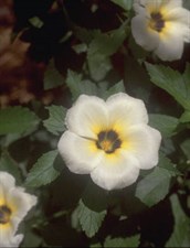 Turnera, Morning Star