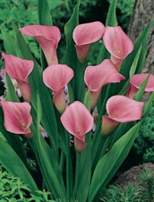 Calla Lilies