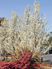 Callery Pears