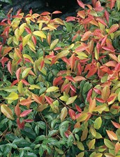 Dwarf Water Gum