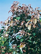 Eumundi Quandong