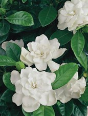 Gardenia